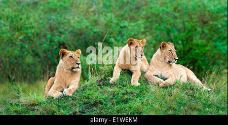 Stolz der afrikanischen Löwen (Panthera Leo), ruht auf einer Termite Mound, Masai Mara Game Reserve, Kenia, Ostafrika Stockfoto