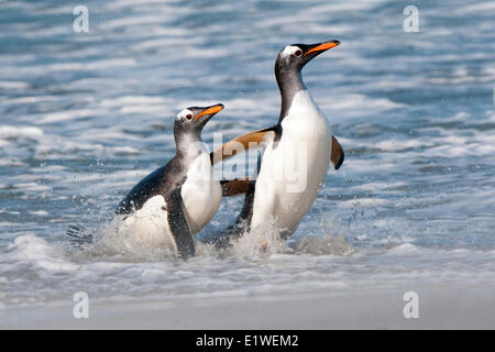 Gentoo Penguins (Pygoscelis Papua) Rückkehr von Nahrungssuche im südlichen Atlantik Meer, Falkland-Inseln, Stockfoto