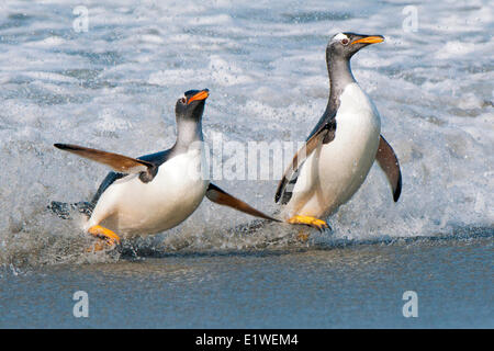 Gentoo Penguins (Pygoscelis Papua) Rückkehr von Nahrungssuche im südlichen Atlantik Meer, Falkland-Inseln, Stockfoto