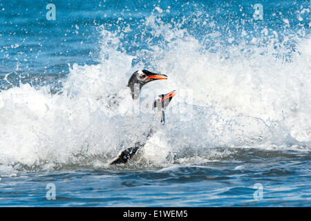 Gentoo Penguins (Pygoscelis Papua) Rückkehr von Nahrungssuche im südlichen Atlantik Meer, Falkland-Inseln, Stockfoto