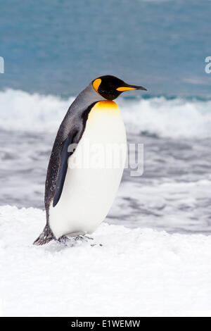 König Pinguin (Aptenodytes Patagonicus) faulenzen am Strand, Insel Südgeorgien, Antarktis Stockfoto