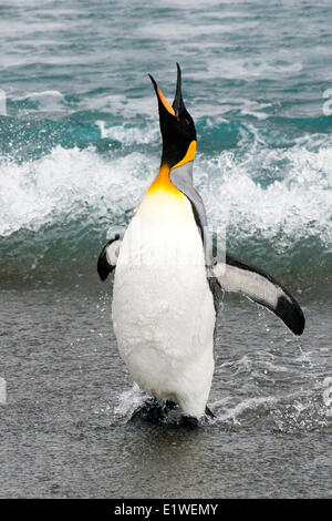 König Pinguin (Aptenodytes Patagonicus) Rückkehr aus Futtersuche am Meer, Insel Südgeorgien, Antarktis Stockfoto