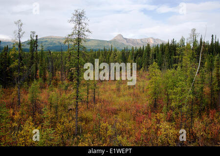 Nördliche Tiefland Moor mit verkümmerte Tamarack Larix Laricina schwarz-Fichte Picea Mariana Cassiar Gebirge im Hintergrund Stockfoto