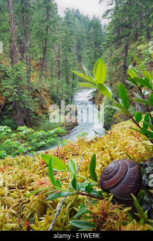 Die Little Qualicum Flüsse fließt in Richtung Ozean wie eine kleine Schnecke seinen Weg durch die bemoosten Unterholz macht. Wenig Stockfoto