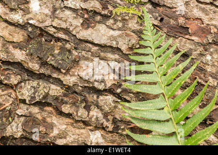Farn gegen einen alten verfallenden Log, Britisch-Kolumbien. Stockfoto