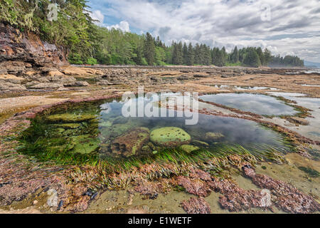 Gezeitentümpel an Botanical Beach Provincial Park in British Columbia. Stockfoto