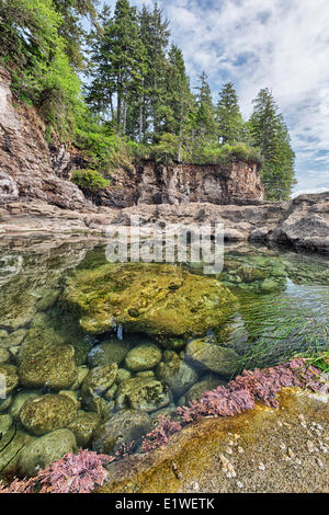 Gezeitentümpel an Botanical Beach Provincial Park in British Columbia. Stockfoto