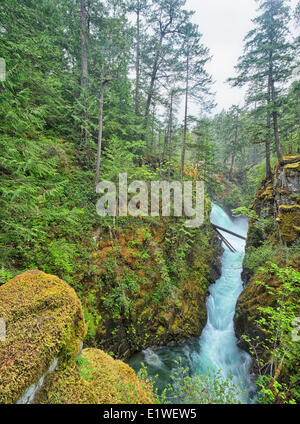 Die Little Qualicum Flüsse seine aquamarinen farbigen Wasser fließt durch eine tiefe enge Schlucht. Little Qualicum Falls Provinical Stockfoto