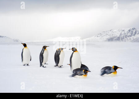 Königspinguine (Aptenodytes Patagonicus) faulenzen am Strand, Insel Südgeorgien, Antarktis Stockfoto