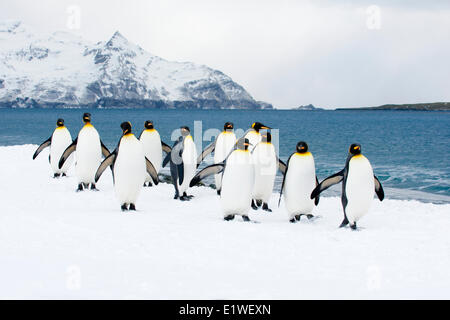 Königspinguine (Aptenodytes Patagonicus) faulenzen am Strand, Insel Südgeorgien, Antarktis Stockfoto