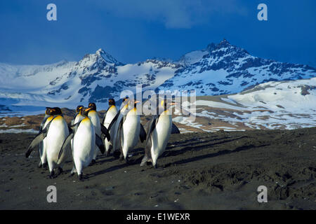 Königspinguine (Aptenodytes Patagonicus) Rückkehr aus Futtersuche am Meer, Insel Südgeorgien, Antarktis Stockfoto