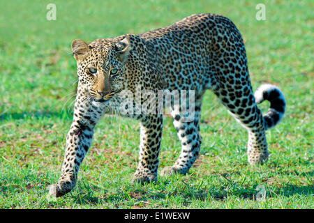 Leopard (Panthera Pardus), Masai Mara Game Reserve, Kenia, Ostafrika Stockfoto