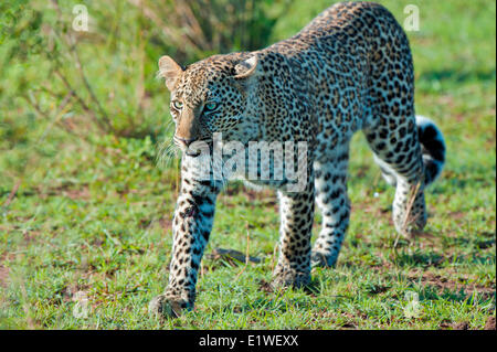 Leopard (Panthera Pardus), Masai Mara Game Reserve, Kenia, Ostafrika Stockfoto