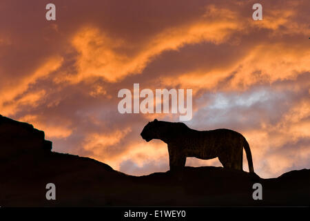 Leopard (Panthera Pardus), Masai Mara Game Reserve, Kenia, Ostafrika Stockfoto