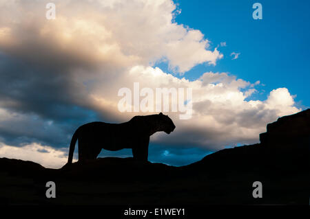 Leopard (Panthera Pardus), Masai Mara Game Reserve, Kenia, Ostafrika Stockfoto