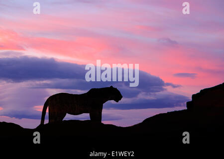 Leopard (Panthera Pardus), Masai Mara Game Reserve, Kenia, Ostafrika Stockfoto