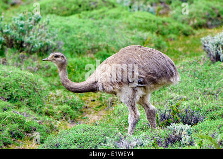 Geringerem Rhea (Rhea Pennata), Nationalpark Torres del Paine, südlichen Patagonien, Chile Stockfoto