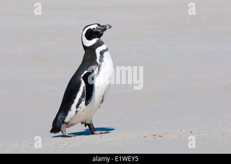 Magellan-Pinguin (Spheniscus Magellanicus) nach einem Anfall Futtersuche auf See Falklandinseln südlichen Atlantik an Land kommen Stockfoto