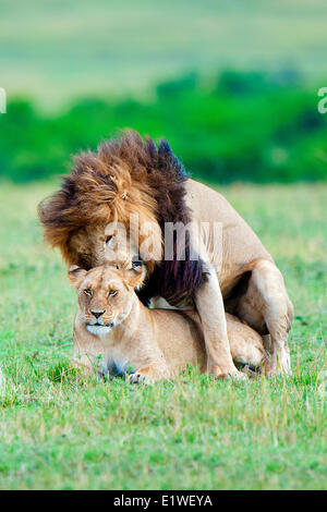 Paarung von Löwen (Panthera Leo), Masai Mara Game Reserve, Kenia, Ostafrika Stockfoto