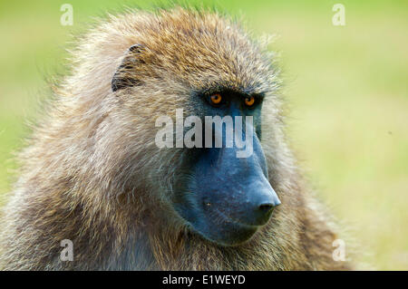 Olive Pavian (Papio Anubis), Kenia, Ostafrika Stockfoto