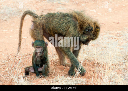 Olive Pavian (Papio Anubis) Mutter auf Nahrungssuche für Samen während ihr Neugeborenes ruht auf ihr Bein, Kenia, Ostafrika Stockfoto