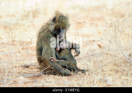 Olive Pavian (Papio Anubis) Krankenpflege, Kenia, Ostafrika Stockfoto