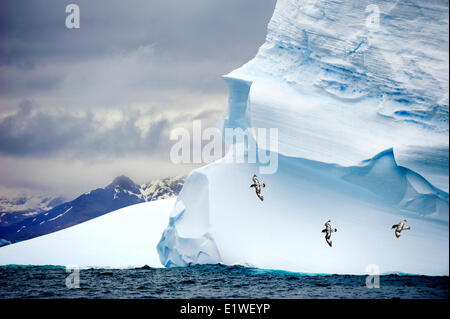 Pintado Sturmvögel (Daption Capense), steigenden vorbei an einen geerdeten Eisberg, Insel Südgeorgien, Antarktis Stockfoto