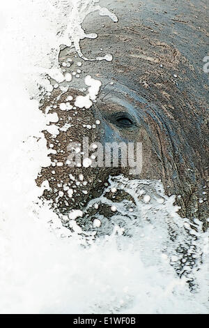 Südlichen See-Elefanten (Mirounga Leonina) Bull kommen an Land, St. Andrews Bay, Insel Südgeorgien, Antarktis Stockfoto