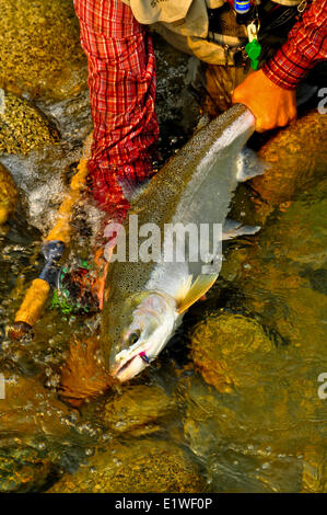 Dean River Steelhead, Oncorhynchus Mykiss, Britisch-Kolumbien, Kanada Stockfoto