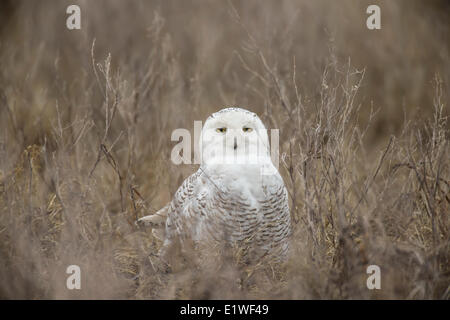 Schneeeule, Boundary Bay, in der Nähe von Vancouver, Britisch-Kolumbien Stockfoto