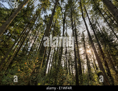 Auf der Suche nach oben in Richtung zur Oberseite der Bäume Geist der Pacific Park Vancouver British Columbia. Die Sonne scheint durch die Bäume Stockfoto