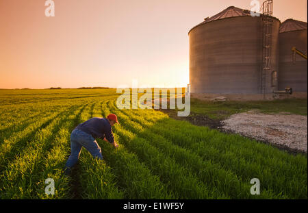 ein Mann Pfadfinder einen frühen Wachstum Weizenfeld neben Getreide Lagerplätze, in der Nähe von Dugald, Manitoba, Kanada Stockfoto