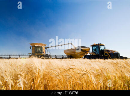 ein Mähdrescher entlädt in einen Getreide Wagen unterwegs während der Gerstenernte, in der Nähe von Dugald, Manitoba, Kanada Stockfoto