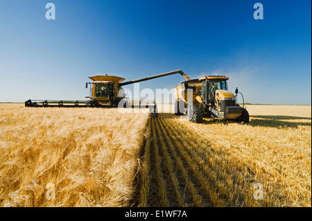 ein Mähdrescher entlädt in einen Getreide Wagen unterwegs während der Gerstenernte, in der Nähe von Dugald, Manitoba, Kanada Stockfoto