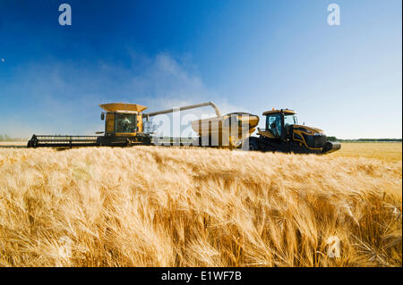 ein Mähdrescher entlädt in einen Getreide Wagen unterwegs während der Gerstenernte, in der Nähe von Dugald, Manitoba, Kanada Stockfoto