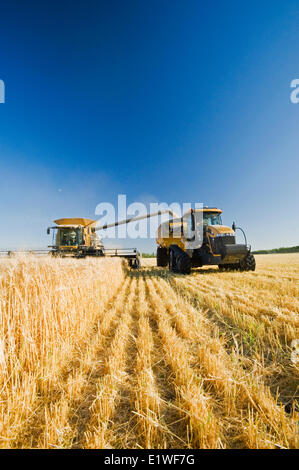 ein Mähdrescher entlädt in einen Getreide Wagen unterwegs während der Gerstenernte, in der Nähe von Dugald, Manitoba, Kanada Stockfoto