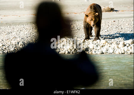 Eine unheimliche Begegnung mit einem Grizzly-Bären, Ursus Horribilis, am Homathko River, British Columbia Stockfoto