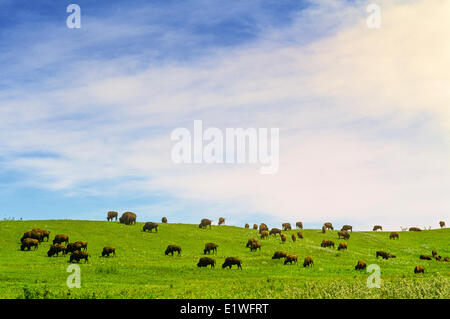 Büffel (Bison Bison), Alberta, Kanada Stockfoto