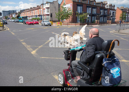 Rentner John Miller nimmt seine vier Schleiereulen und ein Waldkauz für eine Spritztour auf seine Mobilität Roller. Middlesbrough, England, Vereinigtes Königreich Stockfoto