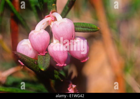 Blumen Bärentraube (Arctostaphylos Uva-Ursi) Stockfoto