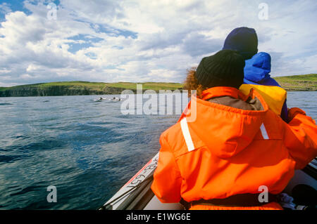 Whale-watching, Trinity Bay, Neufundland, Kanada Stockfoto