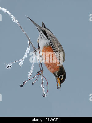 American Robin, Turdus Migratorius, Essen Saskatoon-Beeren in Saskatchewan, Kanada Stockfoto