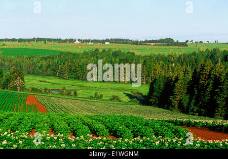 Kartoffelfeld in Blüte, Hampton, Prince Edward Island, Canada Stockfoto