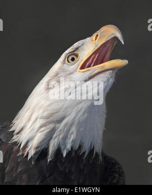 Weißkopfseeadler Haliaeetus Leucocephalus, thront in Saskatchewan, Kanada Stockfoto