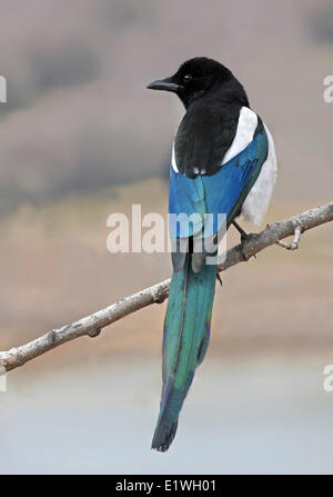 Schwarz-billed Elster Pica Pica auf Ast über den South Saskatchewan River, Saskatoon, Kanada Stockfoto