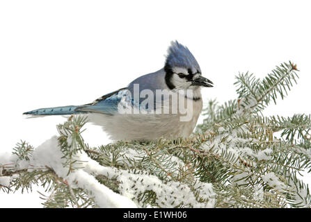 Blue Jay, Cyanocitta Cristata, thront im Winter in Saskatoon, Saskatchewan, Kanada Stockfoto