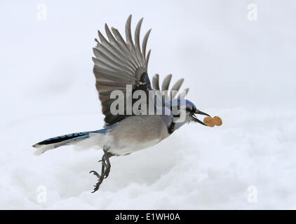 Blue Jay, Cyanocitta Cristata, während des Fluges in Saskatoon, Saskatchewan, Kanada Stockfoto