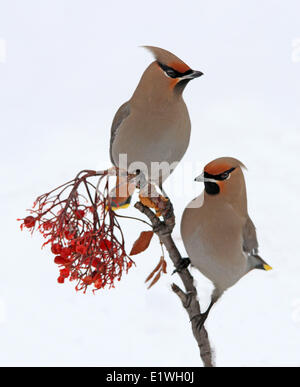 Zwei böhmischen Seidenschwänze, Bombycilla Garrulus, thront auf einem Ast Eberesche, Saskatchewan, Kanada Stockfoto