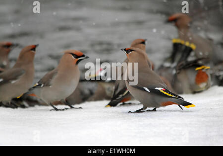 Böhmische Seidenschwänze, Bombycilla Garrulus, Baden in einem Hinterhofteich in Saskatchewan, Kanada Stockfoto