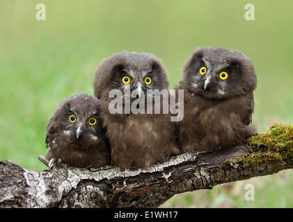 Drei Boreal Eulenküken, Aegolius Funereus, thront auf einem Baumstamm in der Nisbet Wald, Saskatchewan, Kanada Stockfoto